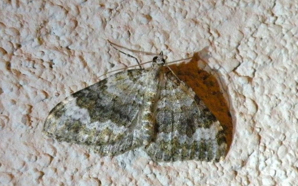Xanthorhoe forse biriviata?